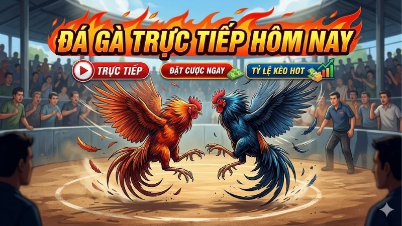 da-ga-truc-tiep-hom-nay